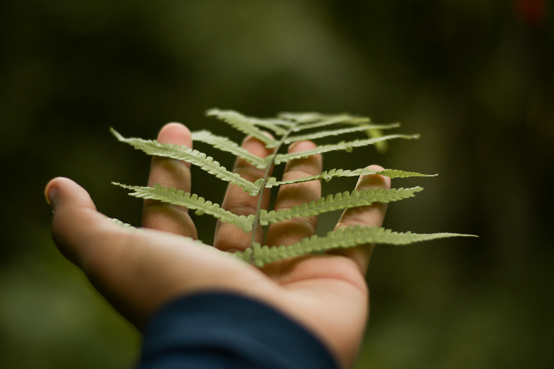 a person holding a plant in their hand